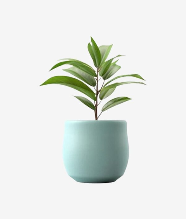 product-2-inner1 Ciamond Halo Stud Cum