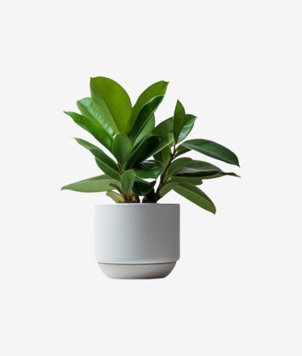 product-2-inner2 Ciamond Halo Stud Cum