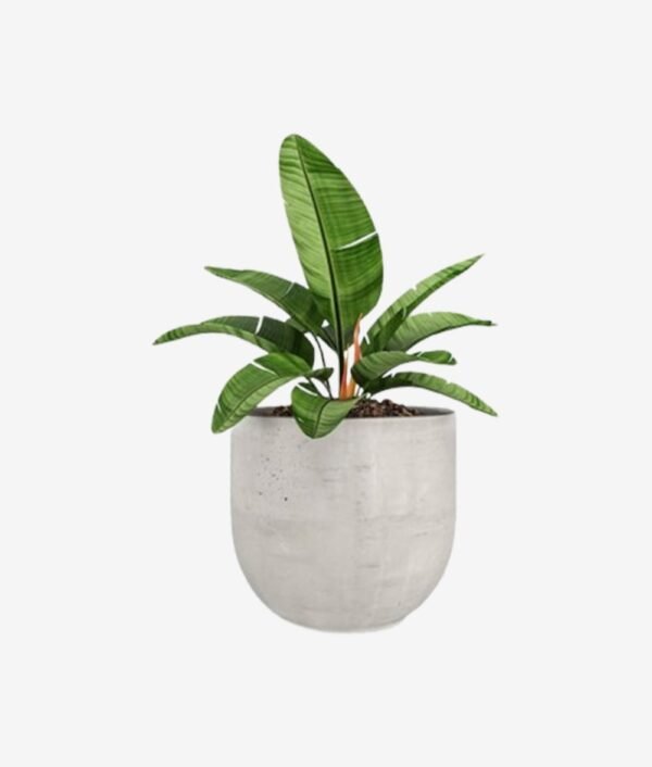 product-2-inner4 Ciamond Halo Stud Cum