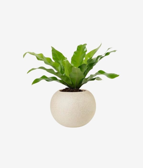 product2-inner-3 Ciamond Halo Stud Cum